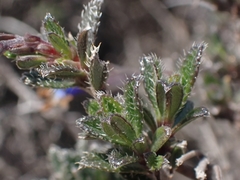 Lithodora hispidula hispidula