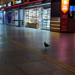 Columba livia domestica