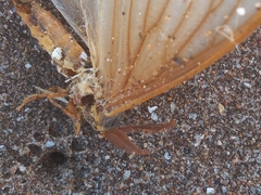 Heliconisa pagenstecheri
