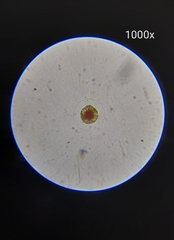 Haematococcus lacustris