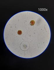 Haematococcus lacustris