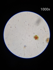 Haematococcus lacustris