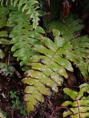 Cranfillia vulcanica