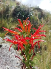 Siphocampylus foliosus