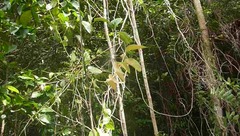 Passiflora longiracemosa