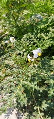 Solanum sisymbriifolium
