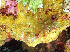 Lobophora variegata