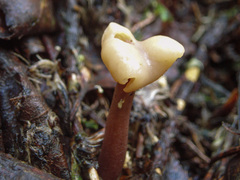 Cudonia circinans