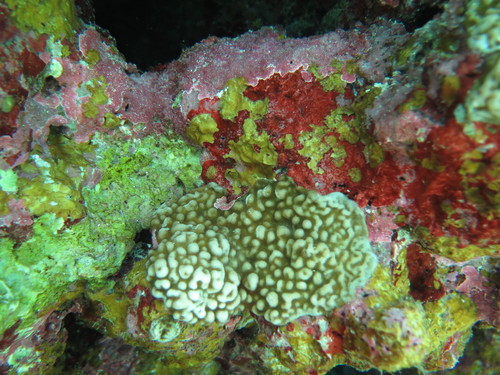 Porites superfusa observed 2021-11-13