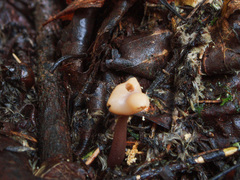 Cudonia circinans