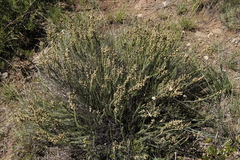 Selago densiflora