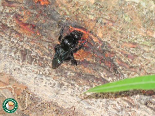 Black Orchid bee