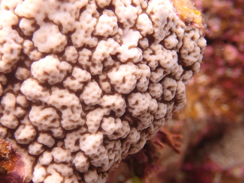 Porites superfusa observed 2021-11-15