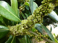 Sideroxylon inerme inerme