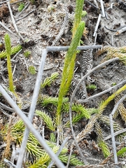 Brownseya serpentina