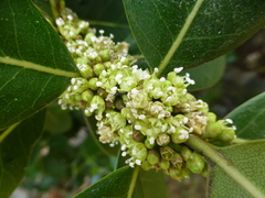 Sideroxylon inerme inerme