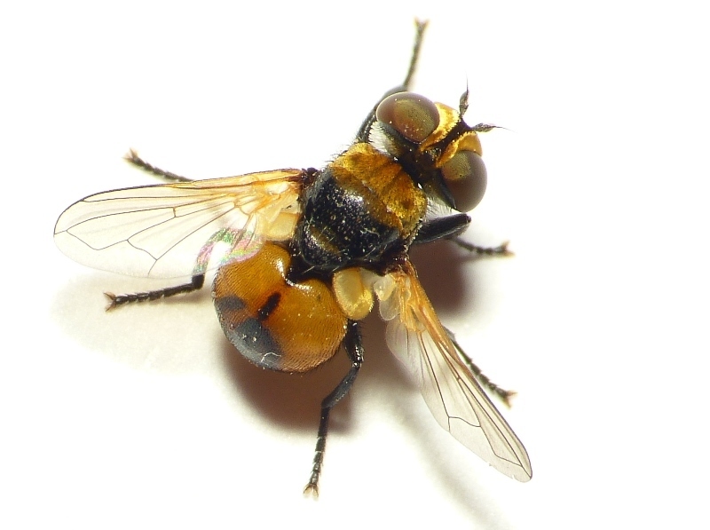 Cistogaster