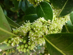 Sideroxylon inerme inerme