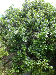 Sideroxylon inerme inerme