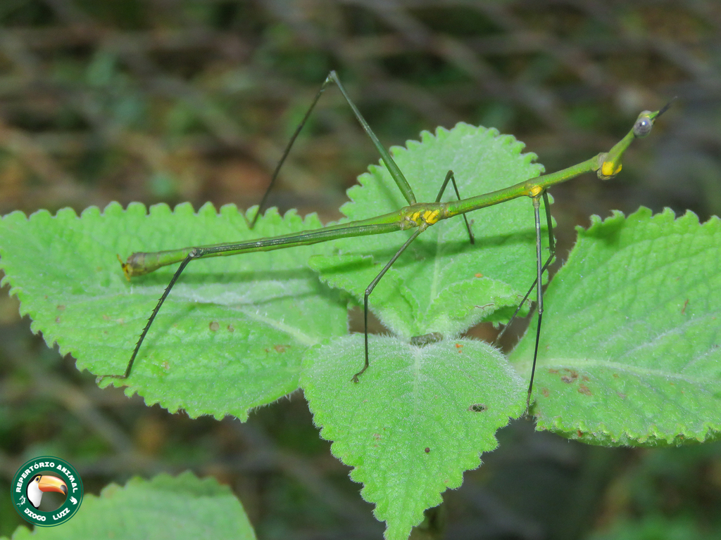 Pseudoproscopia latirostris