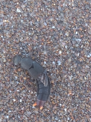 Platydracus scabrosus