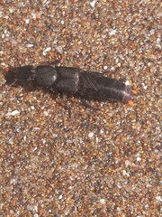 Platydracus scabrosus