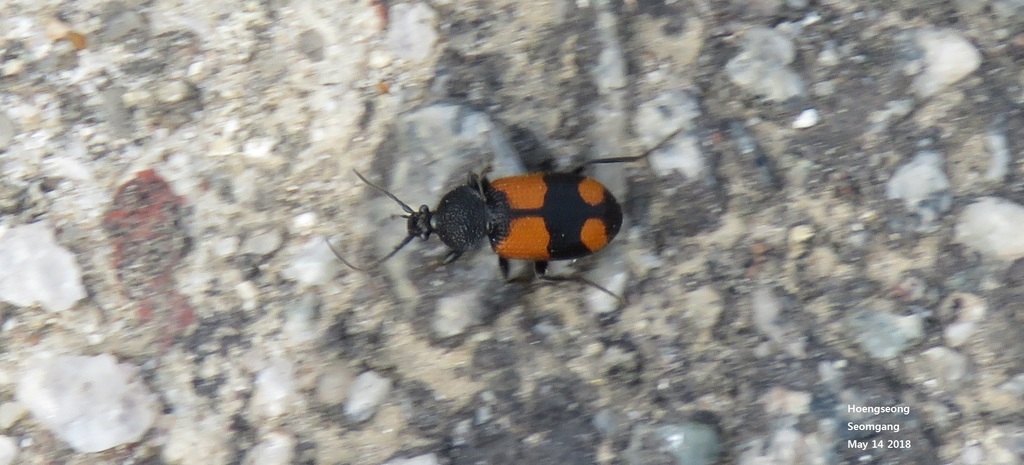 Panagaeus davidi