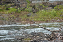 Tachycineta albiventer