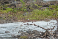 Tachycineta albiventer