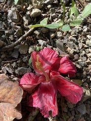 Thespesia grandiflora