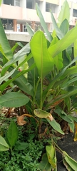Musa laterita