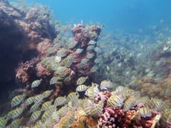 Convict Surgeonfish