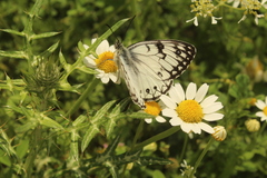 Melanargia arge