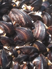 Brachidontes rodriguezii