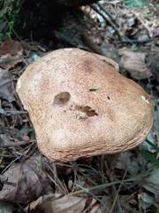 Aureoboletus russellii