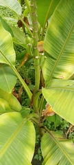 Musa laterita