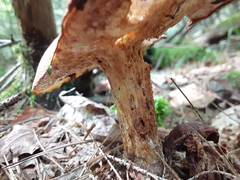 Aureoboletus russellii