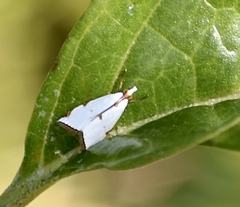 Argyria lacteella