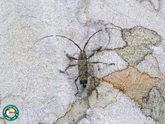 Colobothea elongata