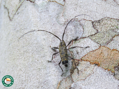 Colobothea elongata