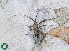 Colobothea elongata