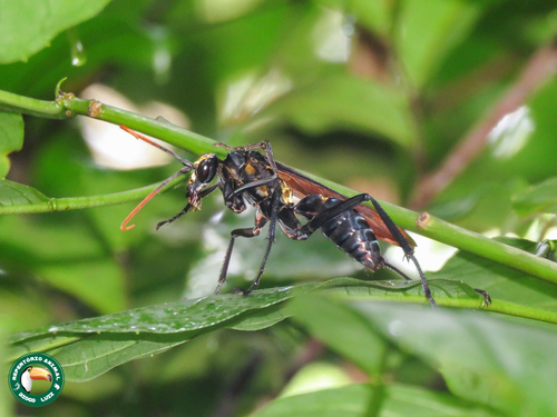 Pepsis frivaldszkyi