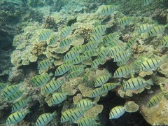 Convict Surgeonfish photo 4