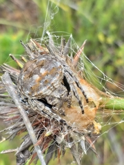 Caerostris corticosa