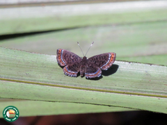 Detritivora caryatis