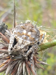 Caerostris corticosa