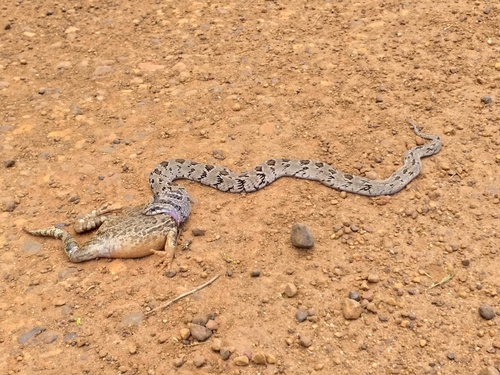 Common or Rhombic Night Adder, Causus rhombeatus