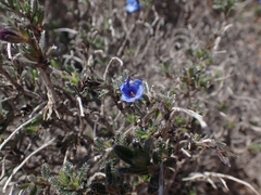 Lithodora hispidula hispidula