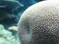 Hydnophora microconos