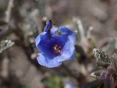 Lithodora hispidula hispidula